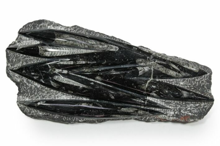 Polished Fossil Orthoceras (Cephalopod) Plate - Morocco #348385